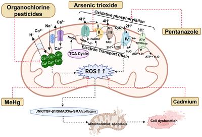 Environmental endocrine disruptor-induced mitochondrial dysfunction: a potential mechanism underlying diabetes and its complications